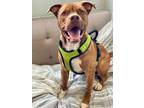 Adopt Johnny Juke a Tan/Yellow/Fawn Mixed Breed (Large) / Mixed dog in Munster