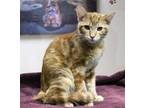 Adopt Marvolo a Orange or Red Domestic Shorthair / Domestic Shorthair / Mixed