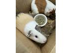 Adopt Grace a Black Guinea Pig / Guinea Pig / Mixed (short coat) small animal in