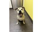 Adopt Nala a Tricolor (Tan/Brown & Black & White) Staffordshire Bull Terrier /