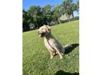 Adopt Bingo a Labradoodle / Mixed dog in WAYNE, NJ (40951373)