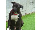 Adopt Tonka a Black - with White Mixed Breed (Large) / Mixed Breed (Large) /