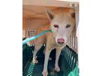 Adopt Connie a White Alaskan Klee Kai / Mixed Breed (Medium) / Mixed (short