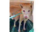 Adopt Connie a White Husky / Mixed dog in Greenville, GA (41399430)