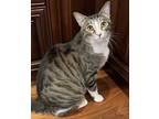 Adopt Wyatt a Brown Tabby Domestic Mediumhair / Mixed Breed (Medium) / Mixed