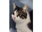 Adopt Medusa a Brown or Chocolate Domestic Shorthair / Domestic Shorthair /