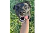Adopt Tobi a Black Labrador Retriever / Hound (Unknown Type) / Mixed dog in