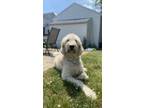 Adopt Papi a Tan/Yellow/Fawn Goldendoodle / Mixed dog in Peoria, IL (41399390)