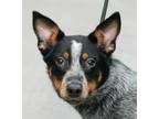 Adopt Cattle Dog Craig a Black - with White Australian Cattle Dog / Blue Heeler