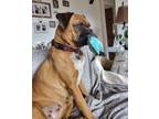 Adopt Heidi - Adoption Pending a Brown/Chocolate Boxer dog in Kelowna