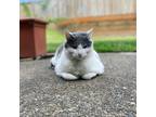 Adopt Sukar a White (Mostly) Tabby / Mixed (medium coat) cat in Happy Valley