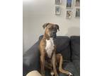 Adopt Butkus a Brindle Boxer / Bull Terrier / Mixed dog in Green Cove Springs