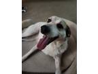 Adopt Emily a Tan/Yellow/Fawn - with White Labrador Retriever / Mixed dog in