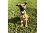 Adopt Gizmo - Located in Florida a Belgian Malinois dog in Imlay City