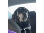 Adopt Sam a Black - with Gray or Silver Great Pyrenees / Labrador Retriever /