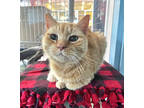 Adopt Henry a Orange or Red Domestic Shorthair / Mixed Breed (Medium) / Mixed