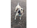 Adopt Miss peach a Tan/Yellow/Fawn Mixed Breed (Large) / Mixed dog in