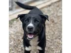 Adopt Jet a Black Retriever (Unknown Type) / Mixed dog in Manchester
