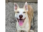 Adopt Sky a Tan/Yellow/Fawn Husky / Labrador Retriever / Mixed (short coat) dog