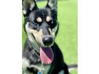 Adopt Maya (Paws in the Pen) a Black Husky / Shepherd (Unknown Type) / Mixed dog