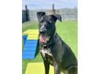 Adopt Vida (Paws in the Pen) a Black Shepherd (Unknown Type) / Mixed dog in