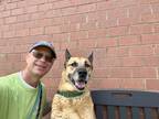 Adopt Roxy (IN FOSTER) a Black German Shepherd Dog / Mixed dog in Newport News