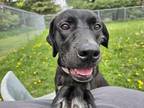 Adopt Kiva a Black Labrador Retriever / Catahoula Leopard Dog / Mixed (short