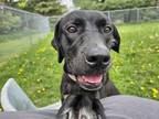 Adopt Kiva a Black Labrador Retriever / Catahoula Leopard Dog / Mixed dog in