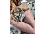 Adopt Muriel a Tan or Fawn Domestic Shorthair / Mixed Breed (Medium) / Mixed