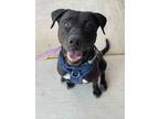 Adopt Kubo 'Bo' a Black Mixed Breed (Large) / Mixed dog in Queenstown