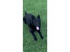 Adopt Cabo a Black German Shepherd Dog dog in Sealy, TX (41211063)