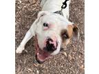Adopt Willa a White American Pit Bull Terrier / Mixed dog in Indianapolis