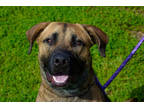 Adopt Hardy a Tan/Yellow/Fawn Shepherd (Unknown Type) / Mixed dog in Gulfport