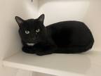 Adopt Debo a All Black Domestic Mediumhair / Domestic Shorthair / Mixed cat in
