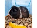 Adopt Cookie Monster a White Guinea Pig / Guinea Pig / Mixed (short coat) small