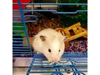 Adopt Violet a Yellow Hamster / Hamster / Mixed (short coat) small animal in