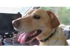 Adopt Porter a Tan/Yellow/Fawn Labrador Retriever / Mixed Breed (Medium) / Mixed