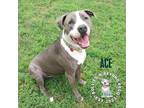Adopt Ace a Gray/Silver/Salt & Pepper - with White Pit Bull Terrier dog in