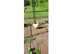 Adopt 55868877 a White Chicken / Chicken / Mixed bird in Jacksonville