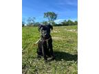 Adopt Yaz a Black American Pit Bull Terrier dog in Wheaton, IL (41399049)