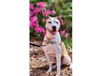 Adopt 2403-0185 PeeWee (Off Site Foster) a Pit Bull Terrier / Mixed dog in