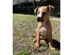 Adopt Sandy a Brown/Chocolate - with White Mixed Breed (Medium) / Hound (Unknown