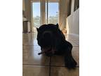 Adopt Slay a Black Cane Corso / Mixed dog in Spring Hill, FL (41399066)