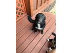 Adopt Lady a Black - with White Border Collie / Labrador Retriever / Mixed dog