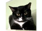 Adopt Maizey a All Black Domestic Shorthair / Mixed (short coat) cat in