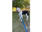 Adopt Luna a White - with Brown or Chocolate Border Collie / Mixed dog in