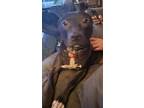 Adopt Percy a Brown/Chocolate American Staffordshire Terrier / Mixed dog in