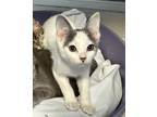 Adopt Mojito a White (Mostly) Domestic Shorthair (short coat) cat in East