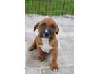 Adopt Braxton a Brown/Chocolate Mixed Breed (Medium) / Mixed dog in Grand