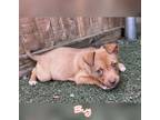 Adopt Bug a Brown/Chocolate - with Tan Mixed Breed (Medium) / Mixed dog in